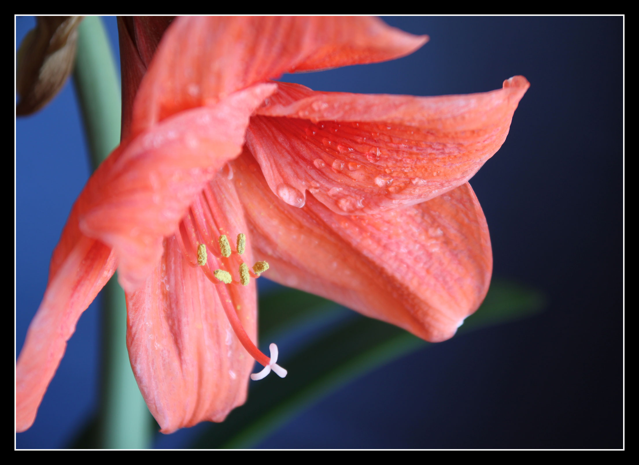 Пробуждени Amaryllis'a