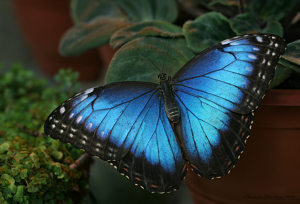 Morpho peleides