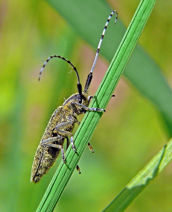 Усач-агапантия Agapanthia villosoviridescens