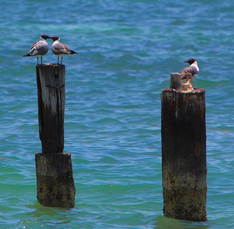 Любовь и Зависть(KeyWest.USA)