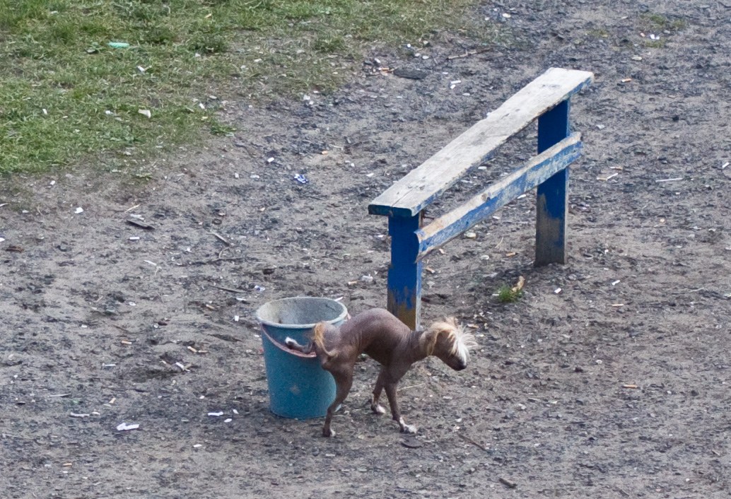 Хорошо быть кошкою, а еще собакою..