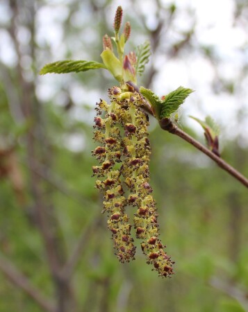 Природа Якутии