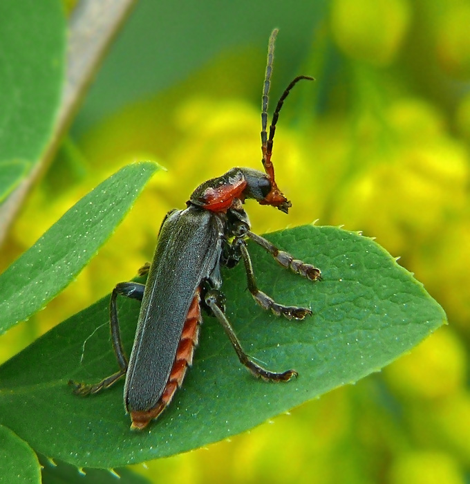 Мягкотелка бурая Cantharis fusca