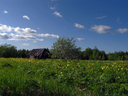 Деревенский пейзаж.