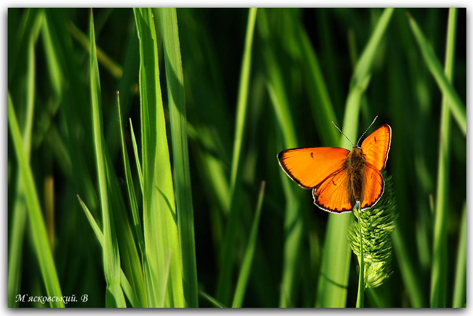 Schmetterling