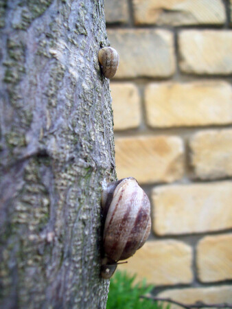 Поживей, старушка!