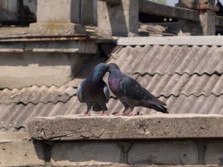 Голубки целуются