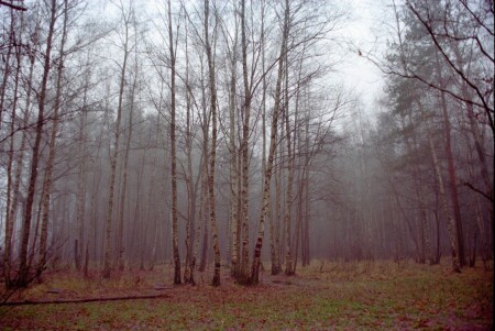 туман в лесу