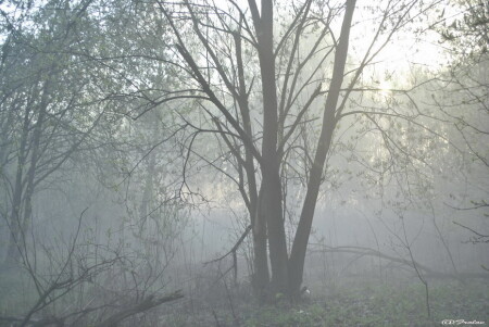 утро туманное...