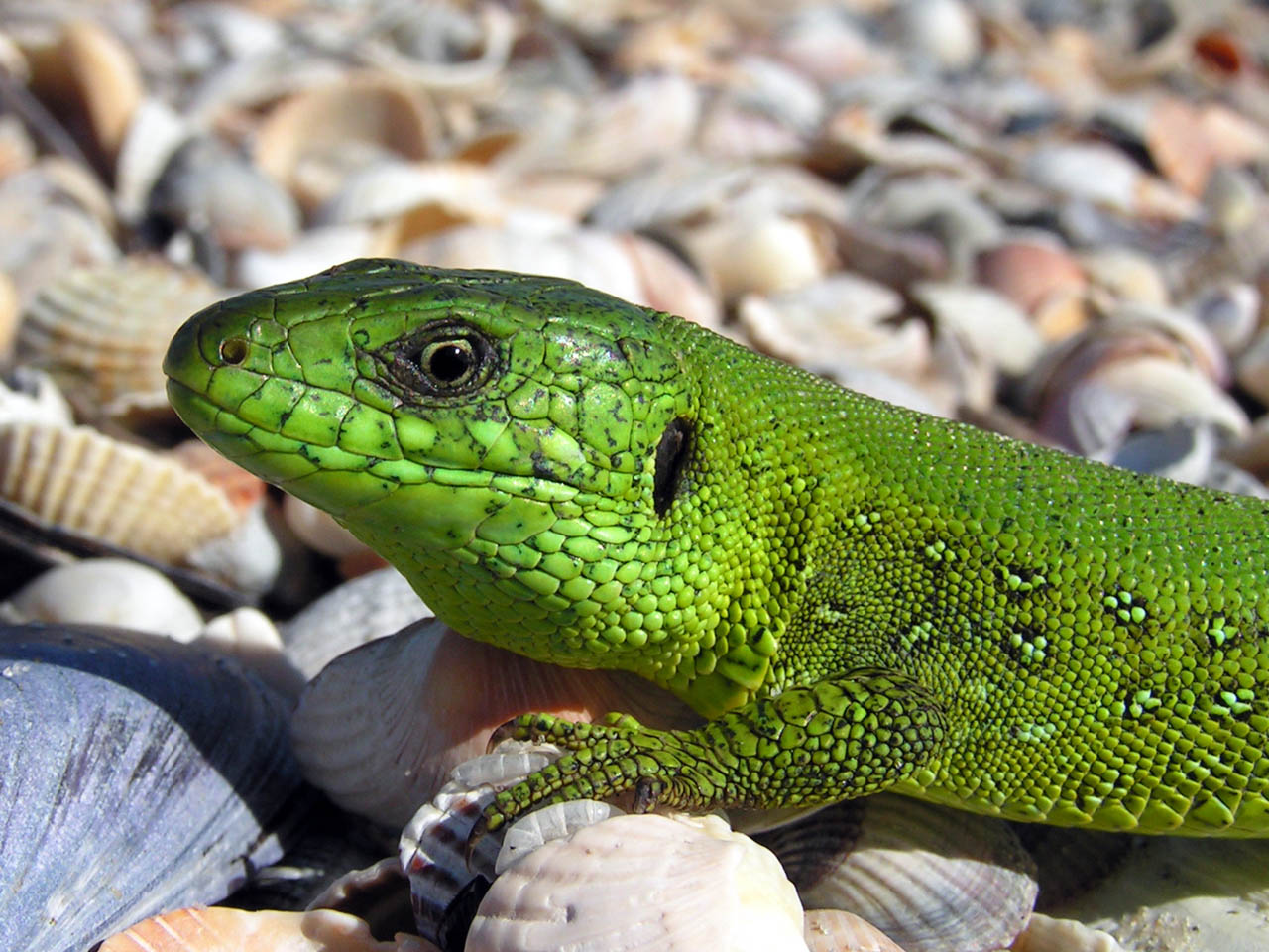 Lacerta viridis