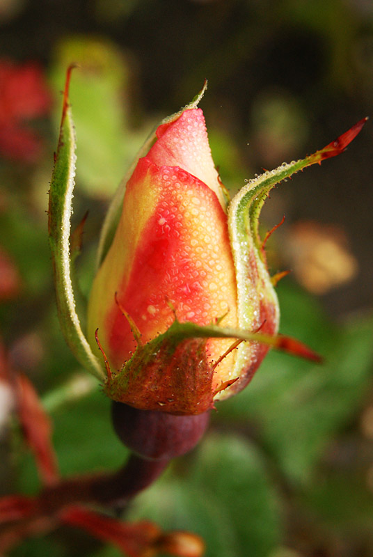 Bejeweled Roses-2