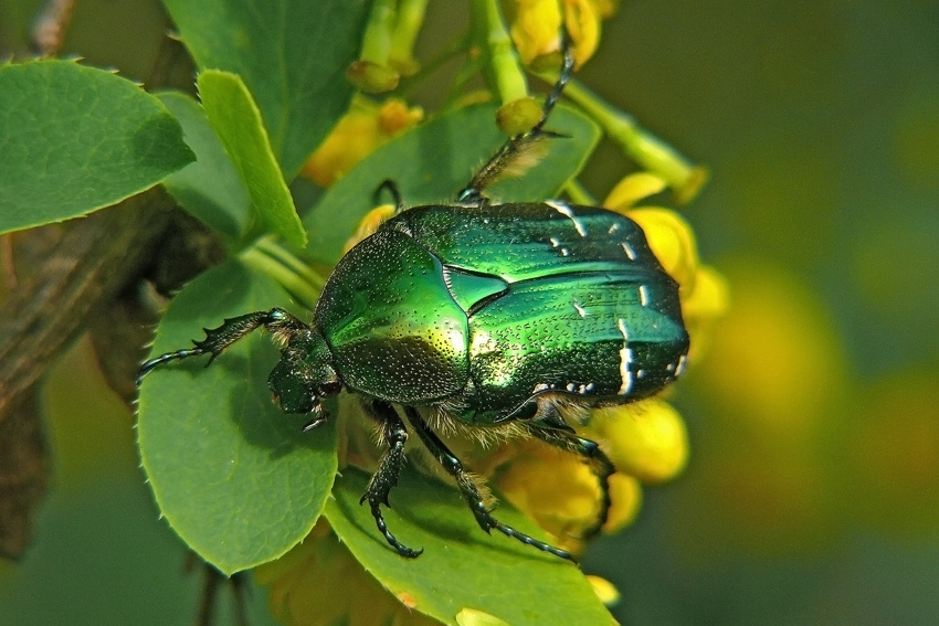 Cetonia aurata Бронзовка золотистая