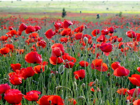 Июнь. Маковое поле.