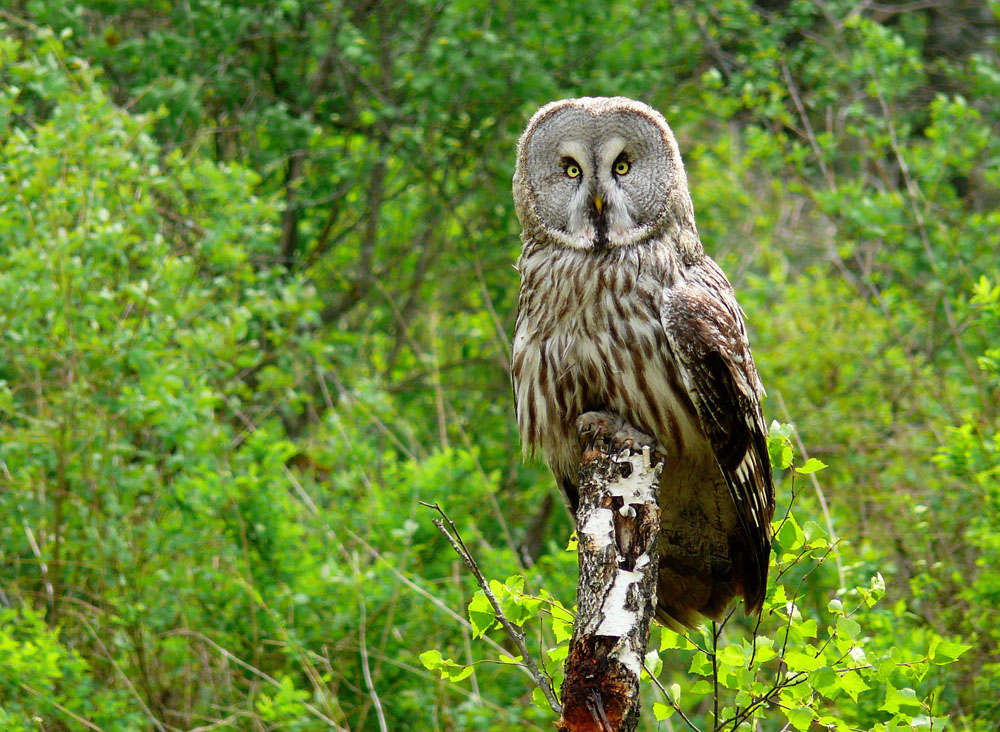 Бородатая неясыть (Strix nebulosa)