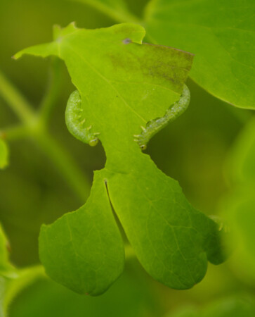 Пожиратели