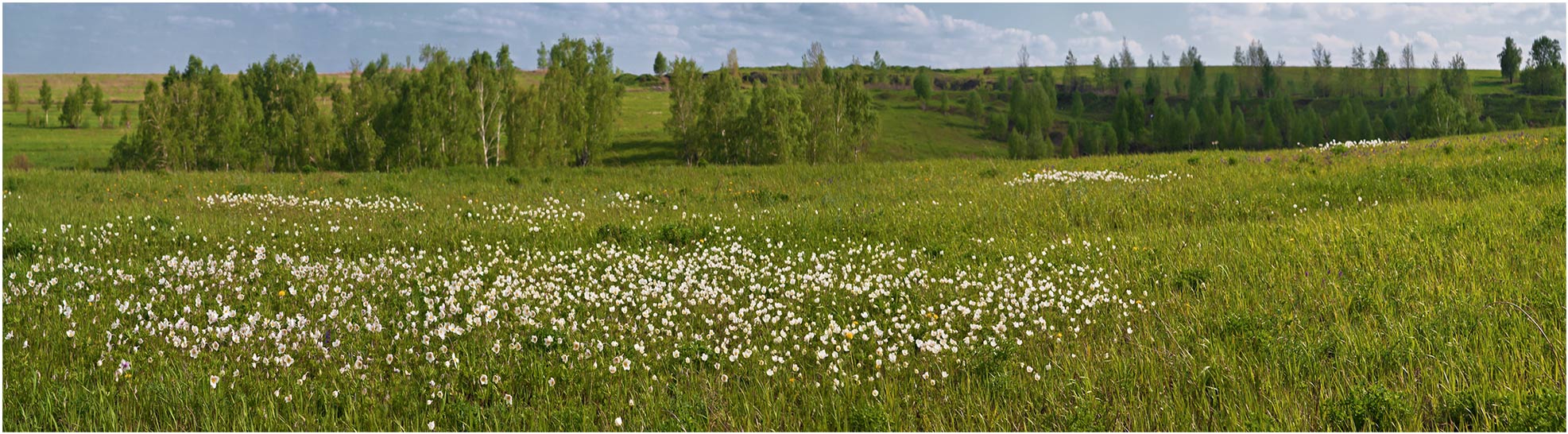 ЦВЕТАстые холмы