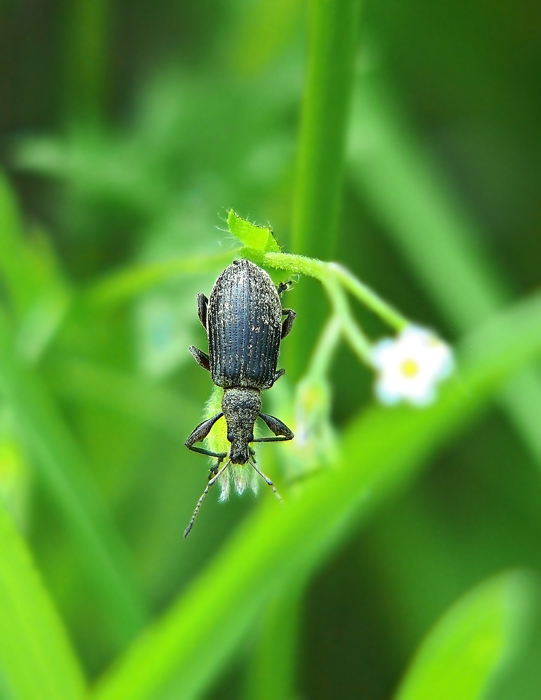 Долгоносик зеленый листовой Phyllobius viridiaeris