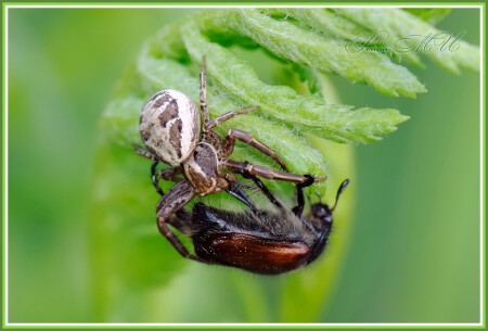 Не по зубам добыча.