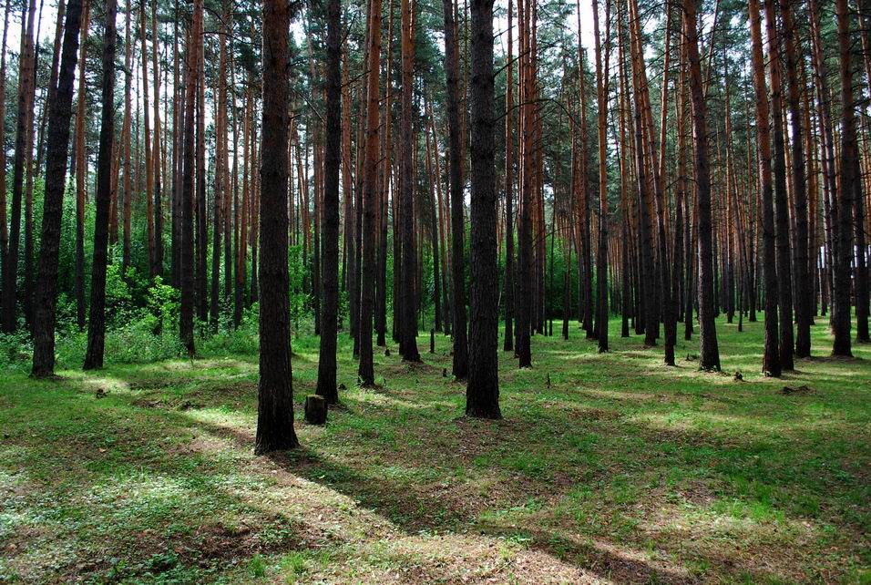 Уральская тайга