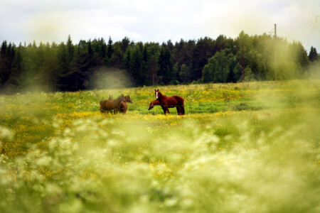 В лугах цветочных