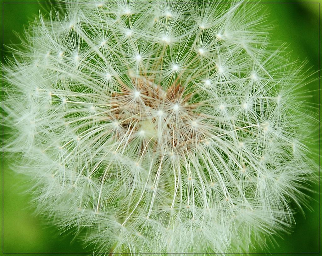 Taraxacum