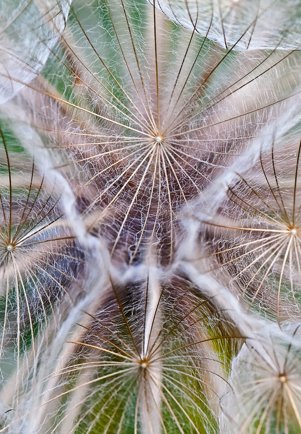 Dandelion