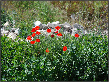 Время собирать камни [1285]