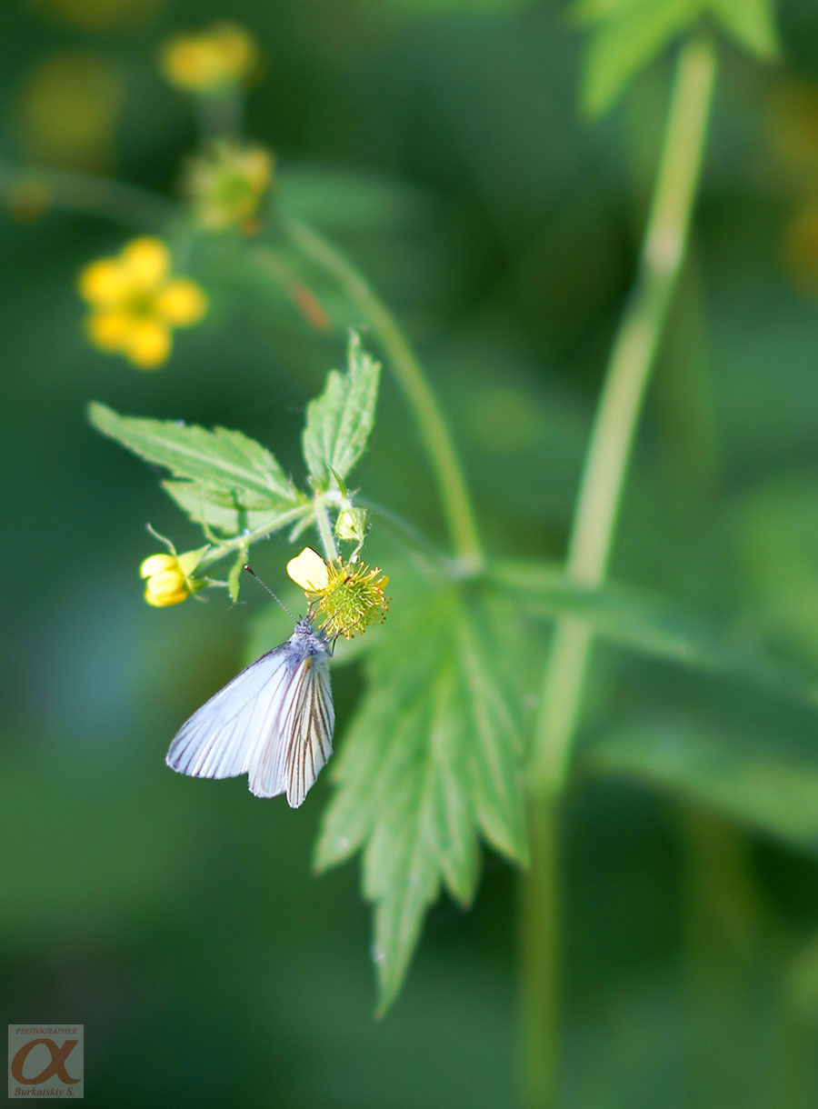 Тест Zeiss 135/1.8