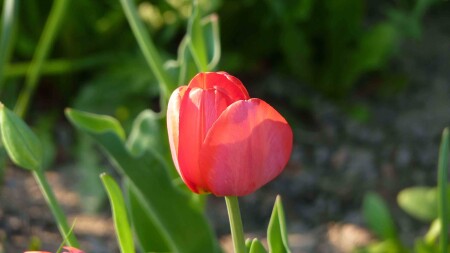 Одинокий тюльпан