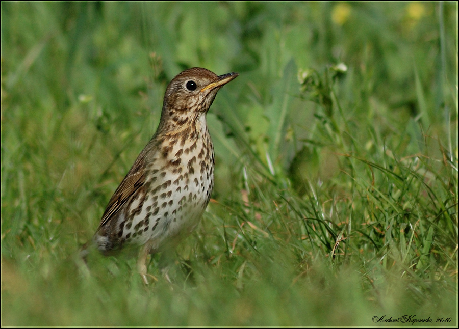 Певчий дрозд (Turdus philomelos)