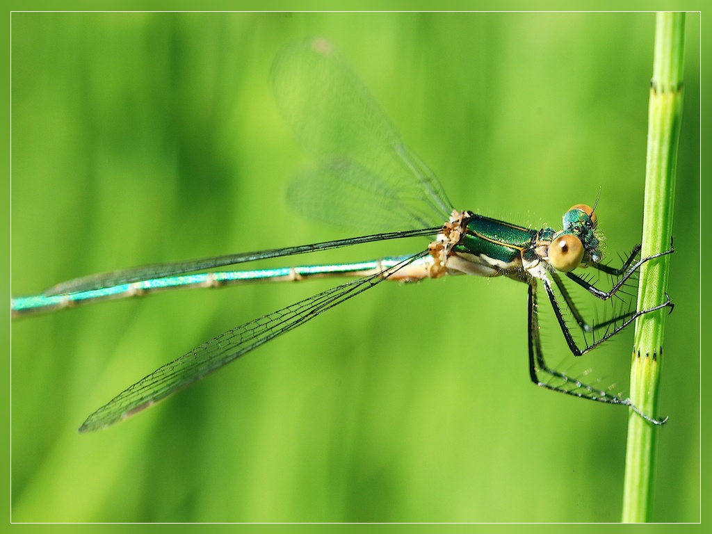 Lestes viridis