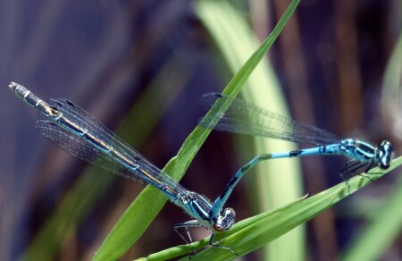 Любовь стрекозиная...