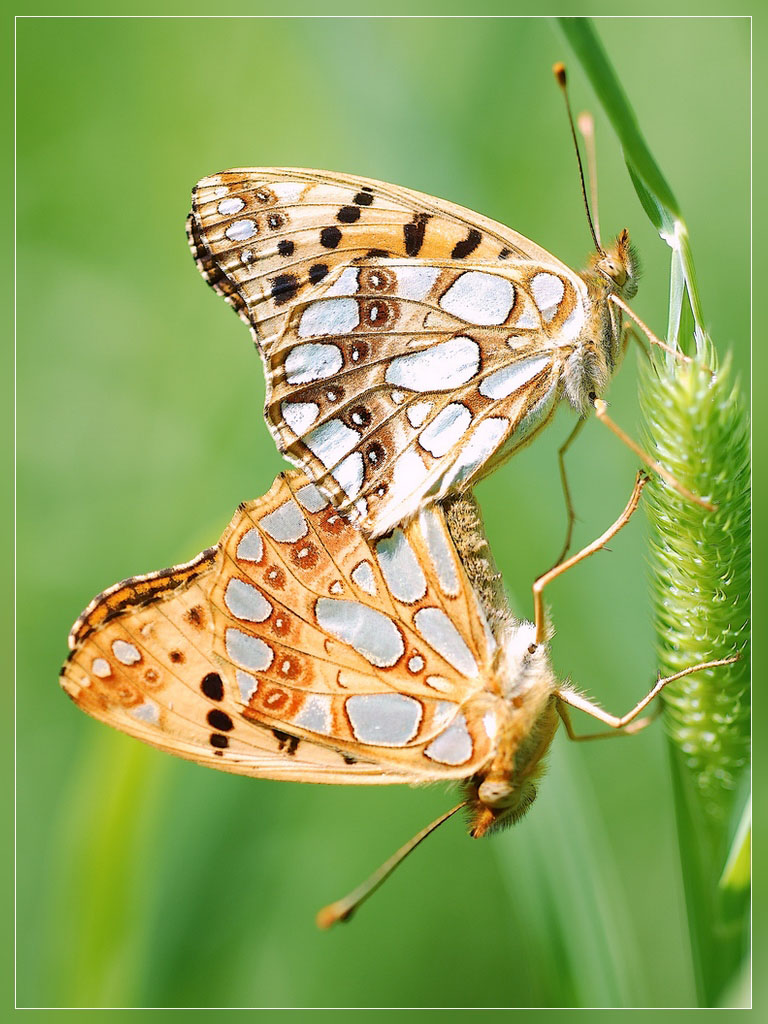 Argynnis adippe