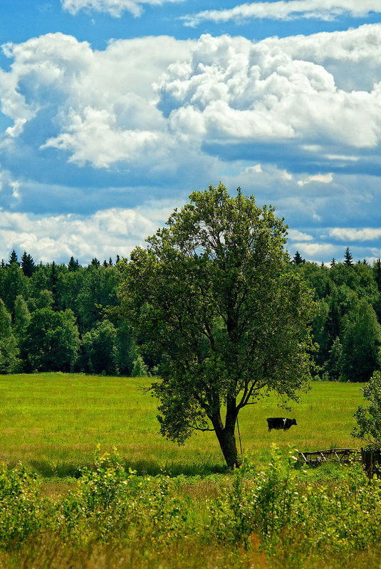 Деревенская зарисовка