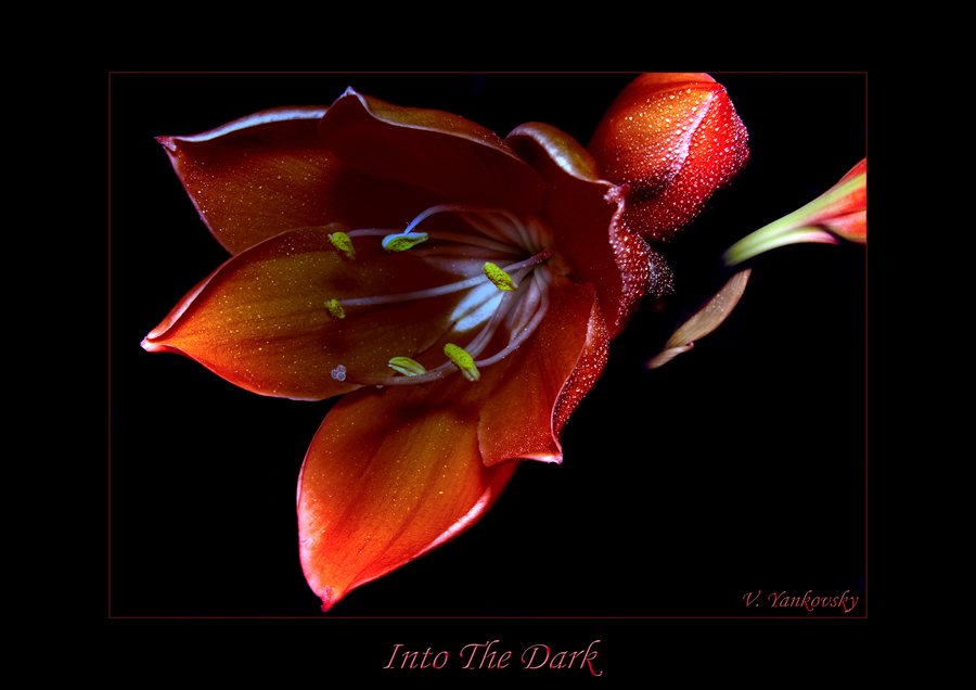 into the dark