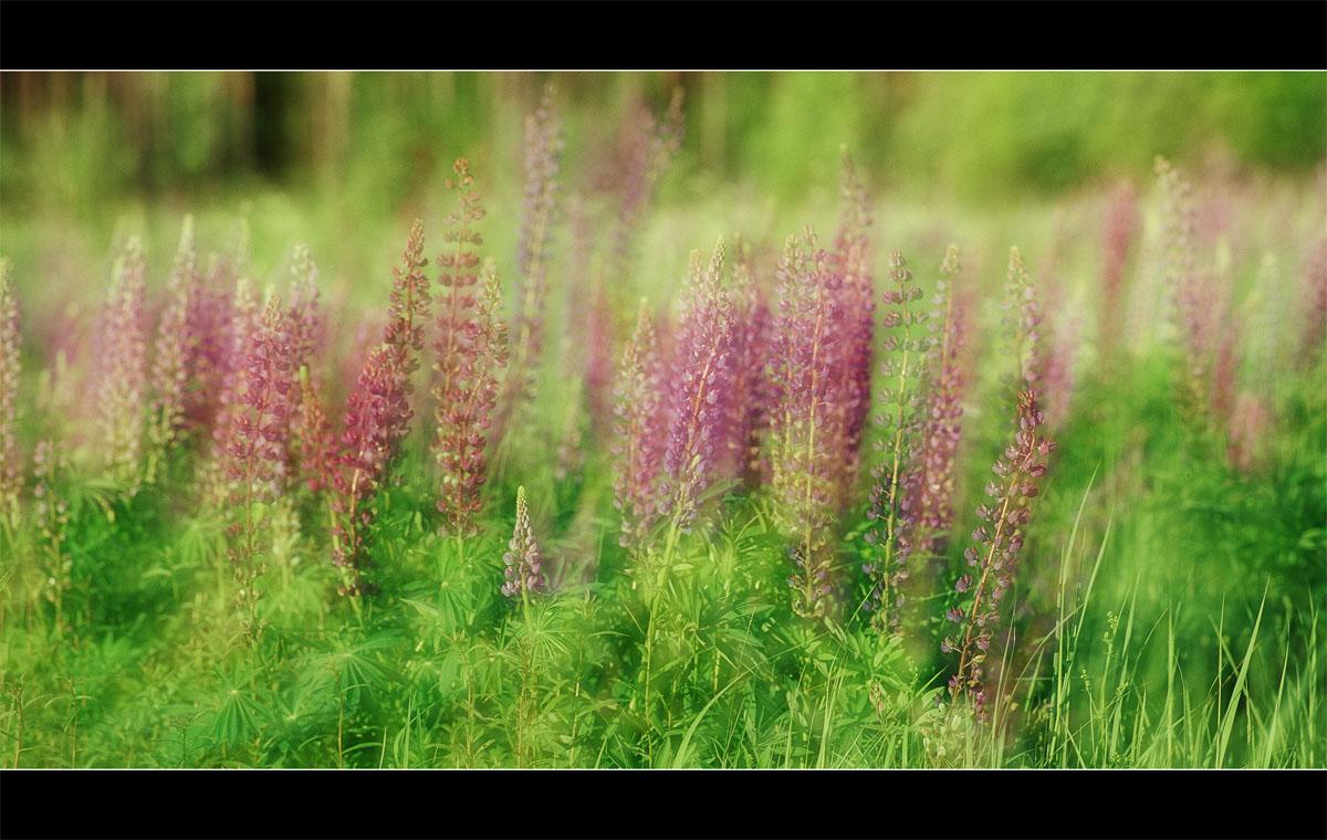 Lupinus