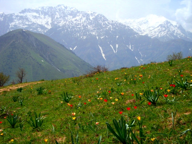 Весна на перевале Гулькам. Узбекистан, апр.2010г.