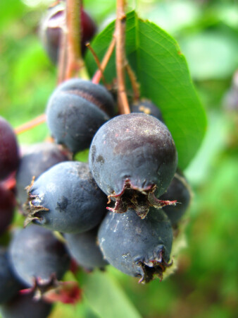 ягодка, не малинка)