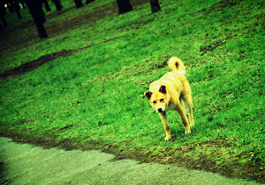 Orange dog