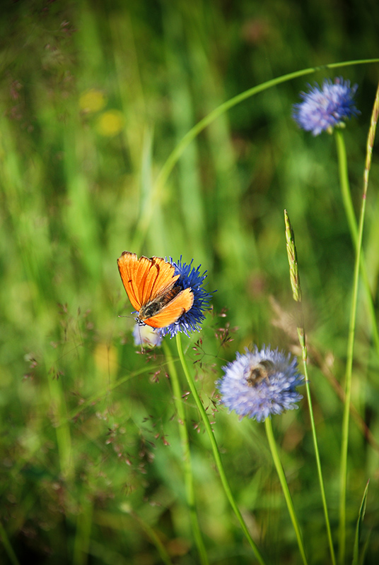 Summer arrangement