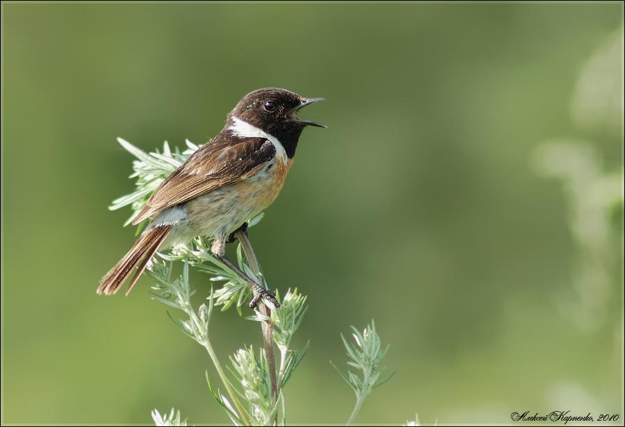 Черноголовый чекан (Saxicola torquata), самец