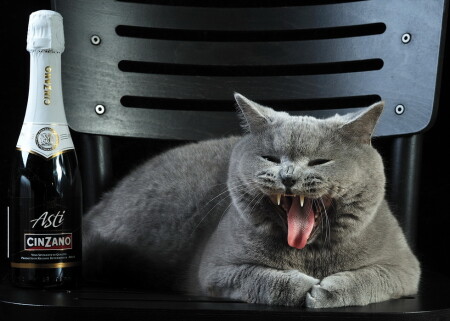 2010 год тигра