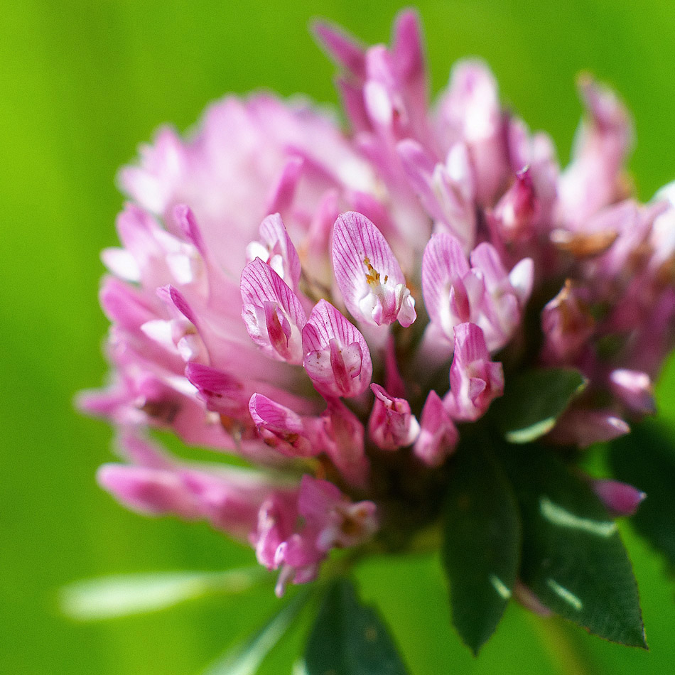 Trifolium prat&amp;#233;nse