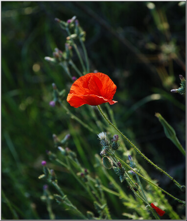 Из-за кулис [3270]