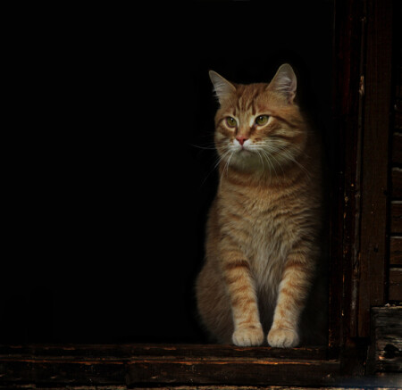 наблюдатель