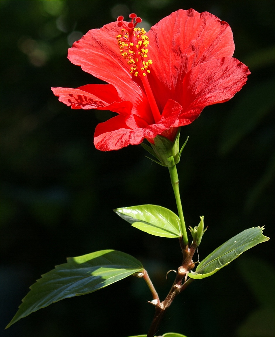 Hibiscus