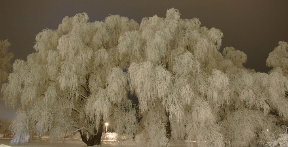 Хрустальное дерево