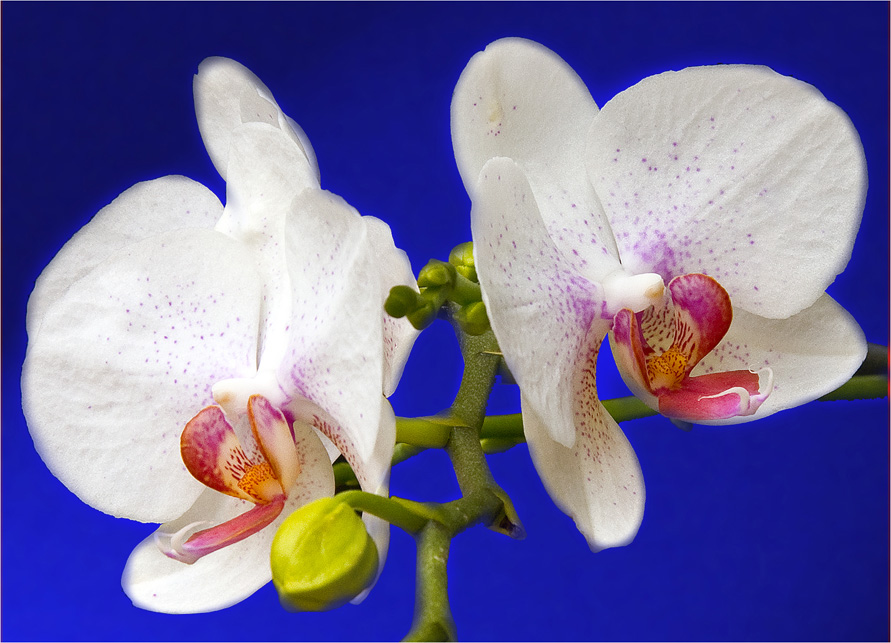 Orchidee