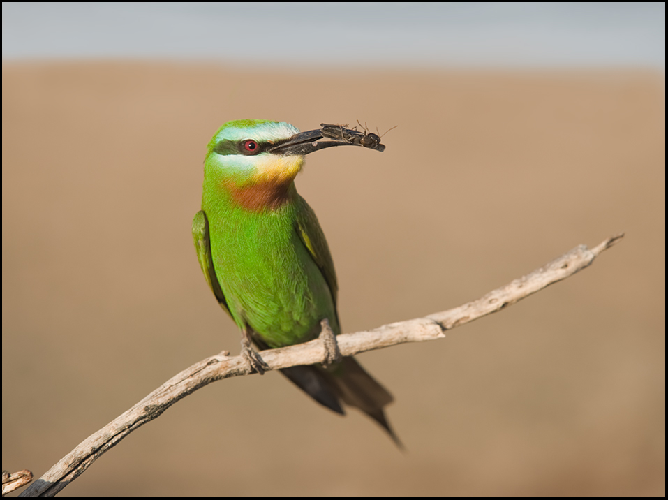 Щурка зеленая(Merops persicus)