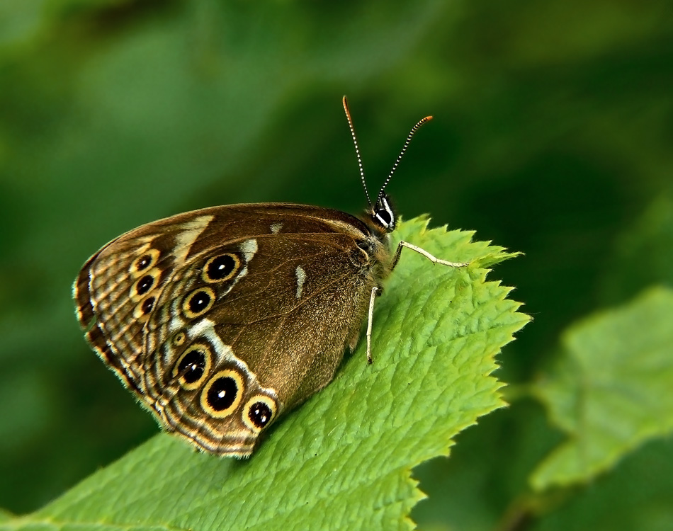 Бархатница Coenonympha oedippus